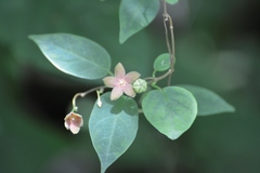 Ruehssia sumiderensis