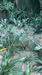 Aechmea fasciata