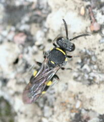 Bembicinae