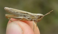 Euchorthippus elegantulus