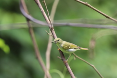 Phylloscopus intensior