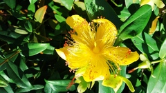 Hypericum calycinum