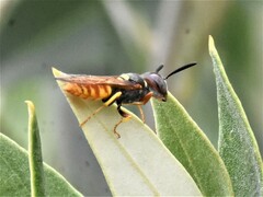 Philanthus triangulum
