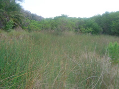 Cladium mariscus