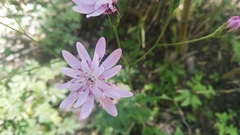 Calorezia prenanthoides