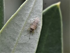 Plerochila australis