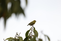 Chlorodrepanis virens