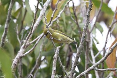 Chlorodrepanis virens
