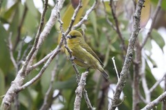 Chlorodrepanis virens