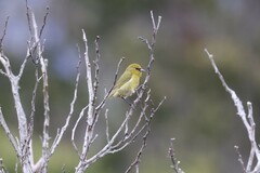 Chlorodrepanis virens
