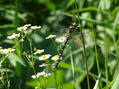 Cordulegaster bidentata