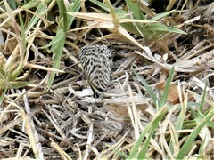 Leptotes pirithous
