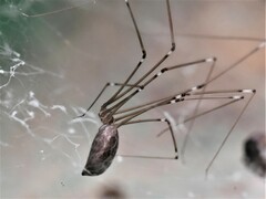 Smeringopus pallidus