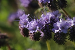 Phacelia tanacetifolia
