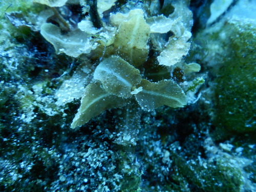 Sargassum hystrix observed 2022-07-01