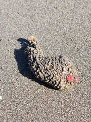 Pyura chilensis