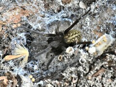 Phyxelididae