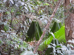 Cynopterinae
