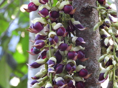 Mucuna macrocarpa