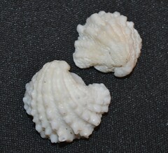 Arcinella cornuta