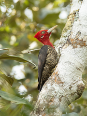 Campephilus robustus