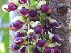 Mucuna macrocarpa