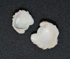 Arcinella cornuta