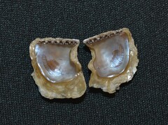 Pterioidea