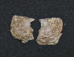 Pterioidea