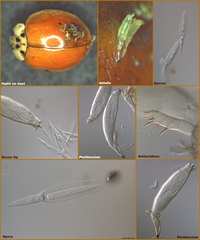 Hesperomyces virescens image