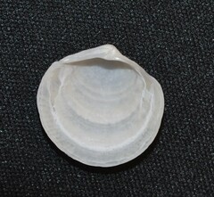 Divalinga quadrisulcata