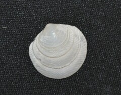 Divalinga quadrisulcata