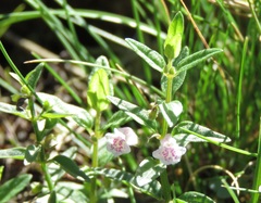 Scutellaria minor