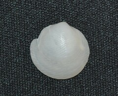 Divalinga quadrisulcata