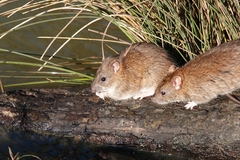 Rattus norvegicus