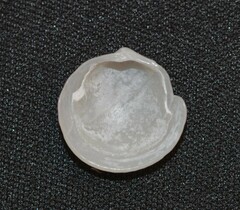 Divalinga quadrisulcata