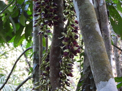 Mucuna macrocarpa