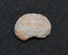 Bostrycapulus aculeatus