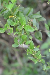 Metastelma lanceolatum