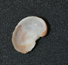 Bostrycapulus aculeatus