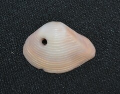 Kalolophus speciosus