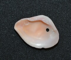 Kalolophus speciosus