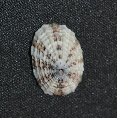 Diodora