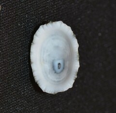 Diodora