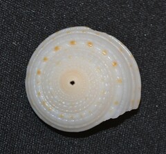 Architectonica nobilis