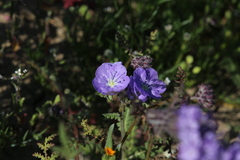 Phacelia ciliata