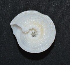 Architectonica nobilis