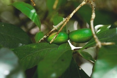 Tabernaemontana hannae