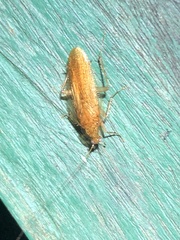 Neoblattellini