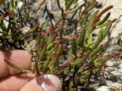 Mesembryanthemum longistylum